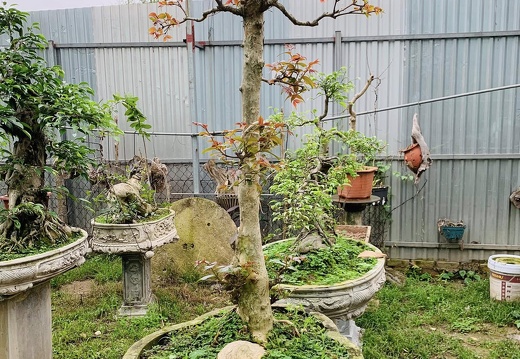 Hoa Lan